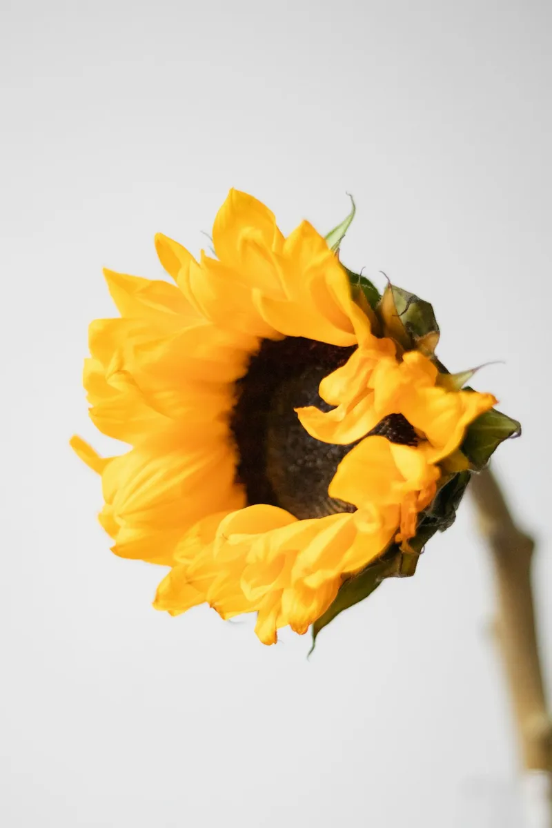 Girasoles